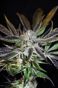hemp_plant