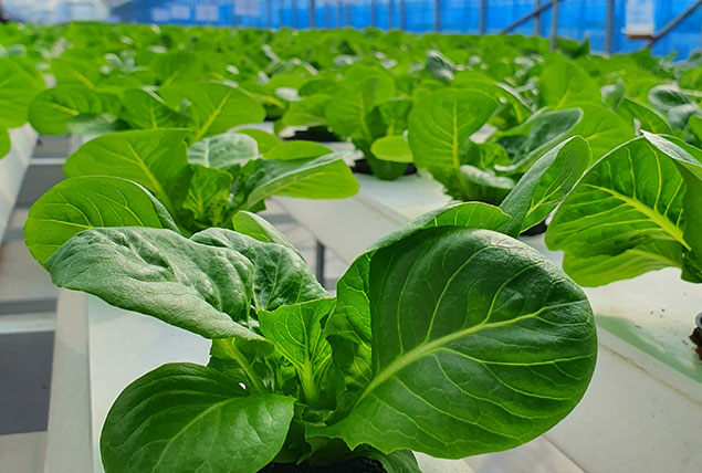 What is Aeroponics